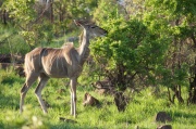 kudu (3)